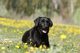 LABRADOR 1008